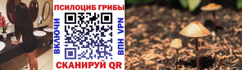 kraken зеркало  наркошоп  Хвалынск  Псилоцибиновые грибы Cubensis 